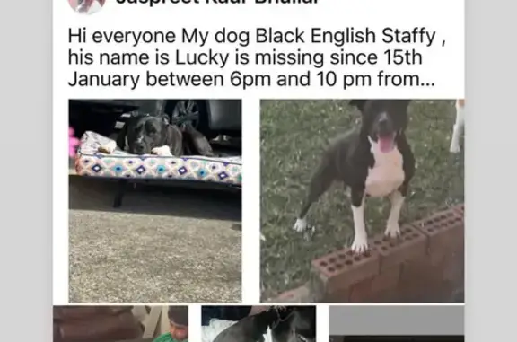 Help Find Lucky: Missing Black Staffy