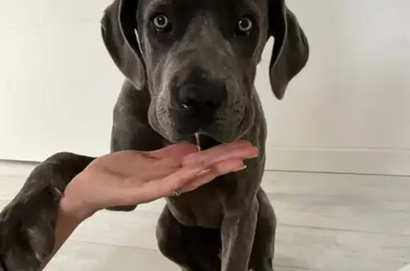 Chien perdu Mazé-Milon, photo : Cane Corso grise perdue à Mazé-Milon