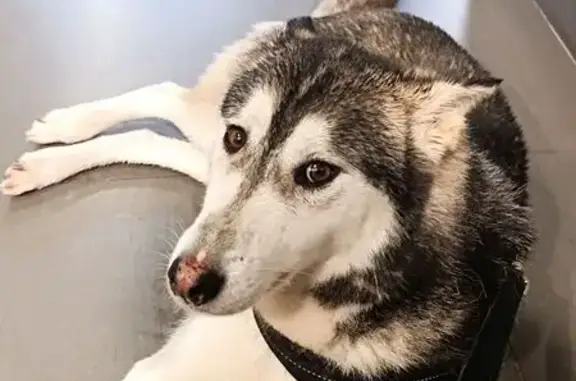 Chien perdu Avessac, photo : Husky mâle perdu à Avessac