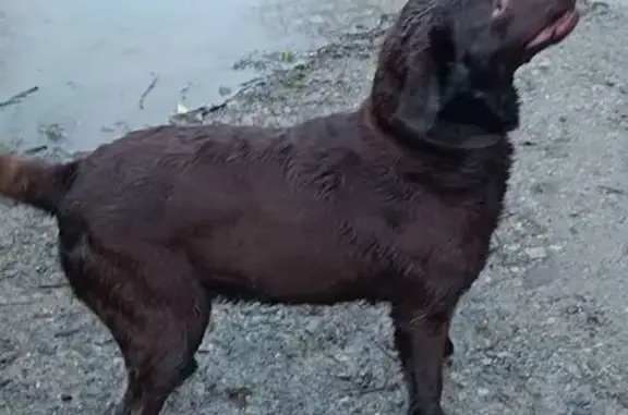 Chien perdu Avessac, photo : Labrador chocolat perdu à Avessac