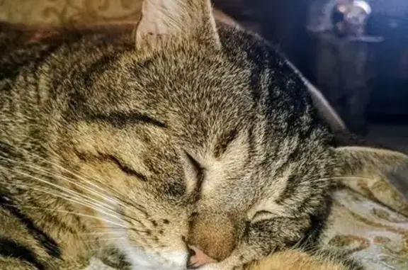 Chat perdu, Malemort-sur-Corrèze, photo: Chat européen mâle tigré perdu à Malemort