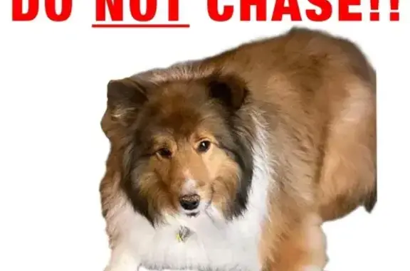 Lost Tricolored Sheltie on Jamaica Dr