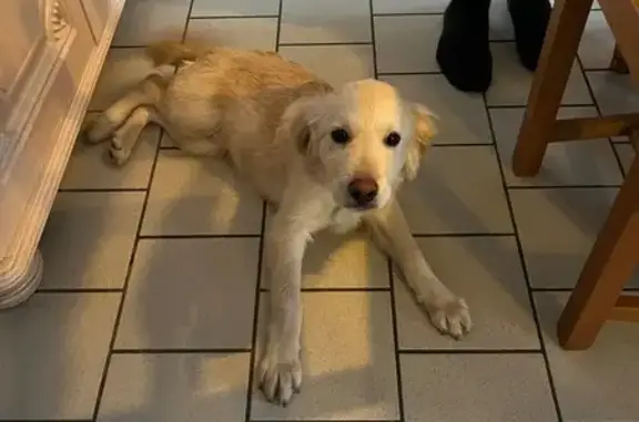 Chiot type golden blessé trouvé à Auby - photo