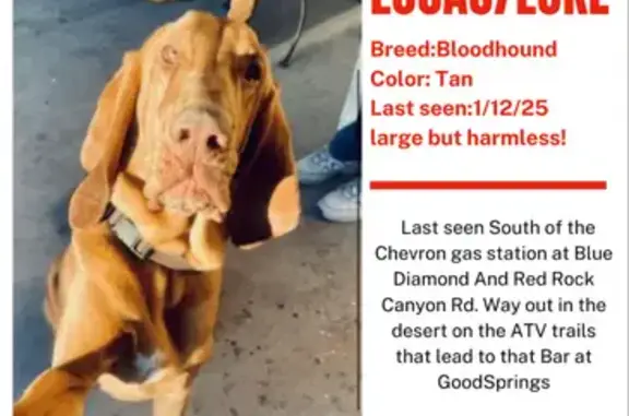 Lost Dog in Desert: Help Find Big Red!