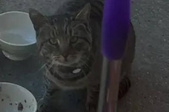 Tabby Found: 86 St/11 Av, Broo...