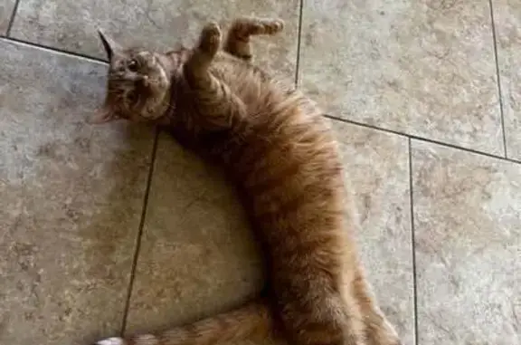 Lost Orange Tabby: Tinkerbell, Fairhope