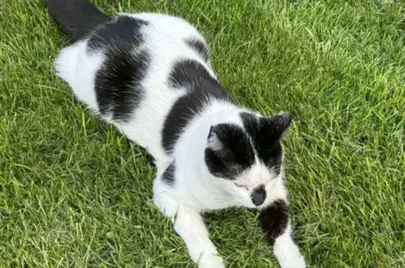 Help Find Milan: Missing Cat in Chelmsford