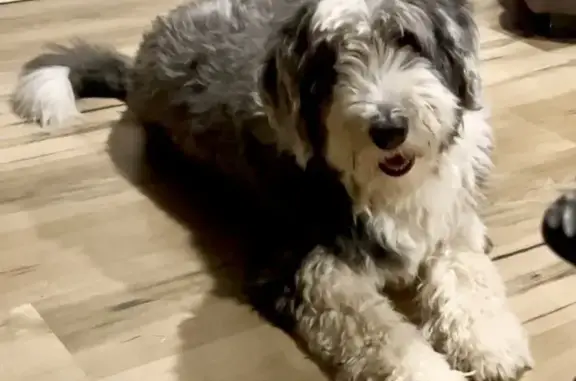 Lost Bearded Collie: Wimber on Dumaresq