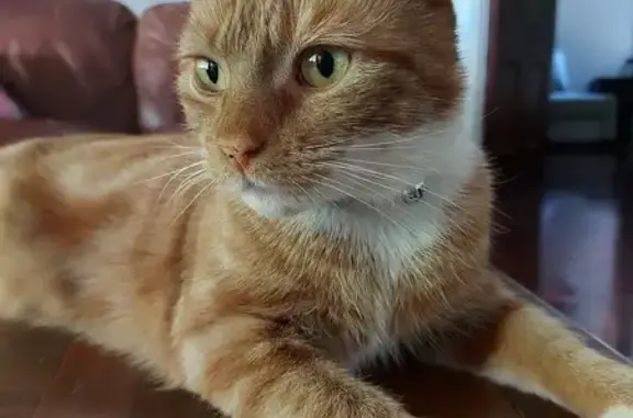 Lost Ginger Cat in Unley - Help Find!