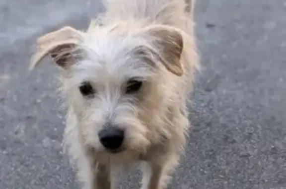 Lost Westie Mix: Striped Collar, Ocala