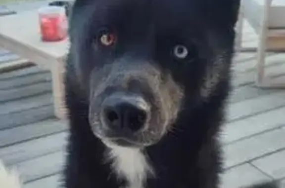 Animaux perdus Chelles, photo: Deux huskies perdus à Chelles