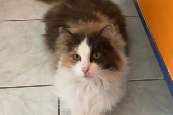 Animaux perdus Surgères, photo: Chatte tricolore disparue à Surgères