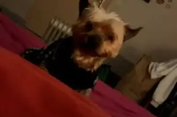 Yorkshire 14 ans perdu, veste grise 