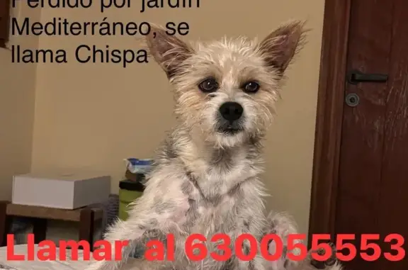 ¡Ayuda! Perro perdido en Urbanització Siesta