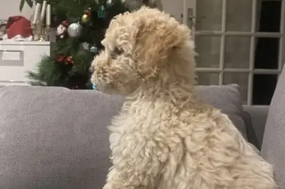 Chiot abricot perdu à Gagny - photo