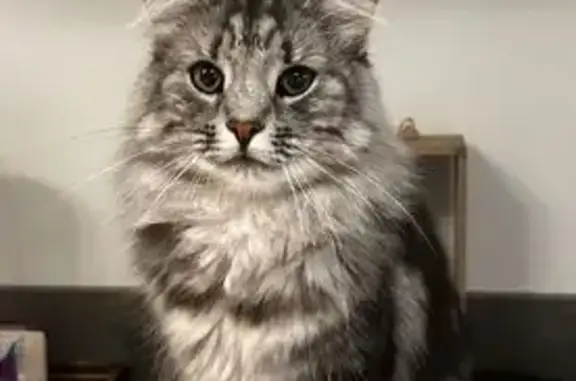 Animaux perdus La Roche-sur-Yon, photo: Chatte norvégienne perdue aux Halles