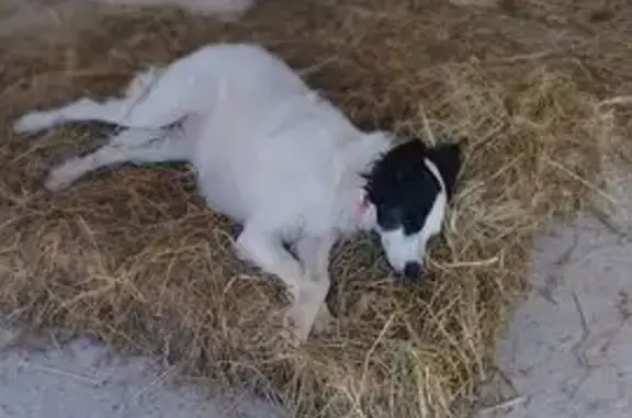 Chien volé à Veynes, signes distinctifs - photo