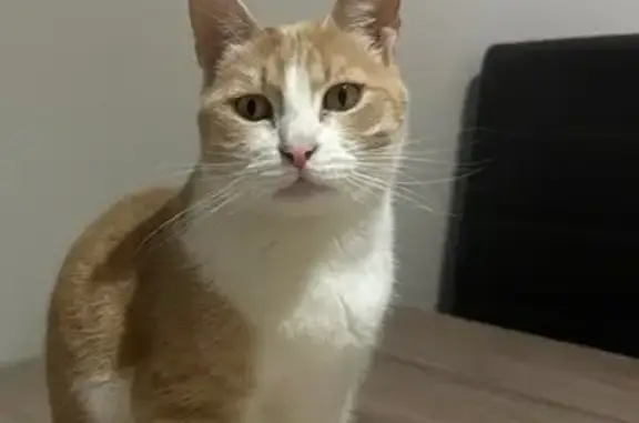 Animaux perdus La Trinité, photo: Chatte rousse Saphir perdue à La Trinité