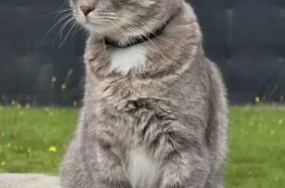 Chat perdu, Courpière, photo: Chat gris tigré 3 ans perdu à Courpière