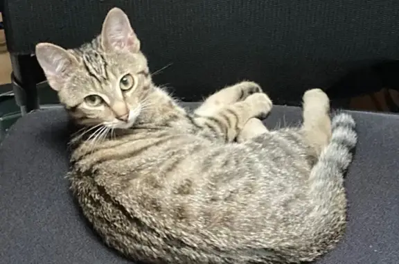 Animaux perdus Drancy, photo: Chatte perdue à Drancy, 7 mois