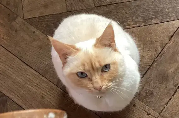 Chat siamois crème perdu à Château-Gontier - photo