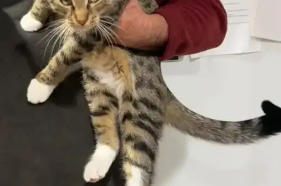 Help Find Socks: Missing Tabby Kitten