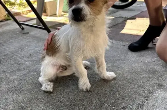 Found: Male Jack Russell Puppy in Fort Pierce