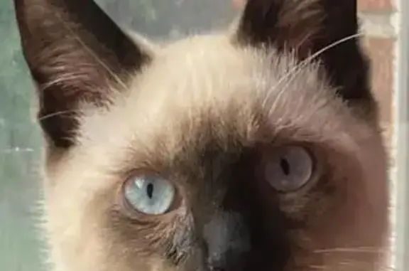 Lost Siamese Kitten: Lucky on Dartmouth