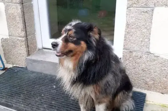 Chien trouvé Langonnet, photo: Berger australien trouvé à Langonnet
