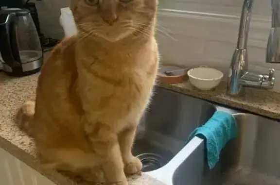 Lost Orange Cat in Markham - Help Needed!