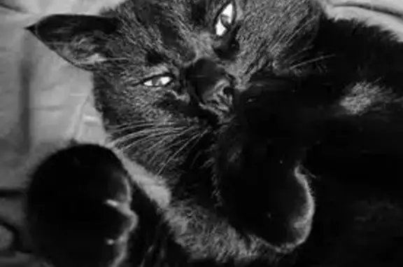 Chat noir disparu, Place du Marché, Maurs - photo
