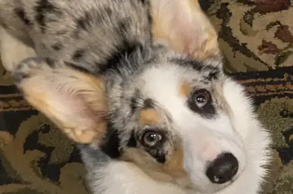 Help Find Missing Blue Merle Corgi!