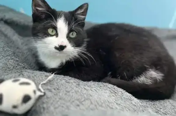 Animaux perdus Ligné, photo: Chatte noire et blanche disparue, craintive