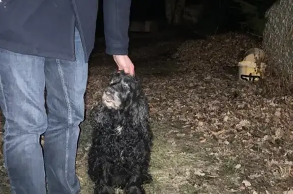 Chien trouvé Orcines, photo: Chien trouvé Chemin de la Boide, Orcines