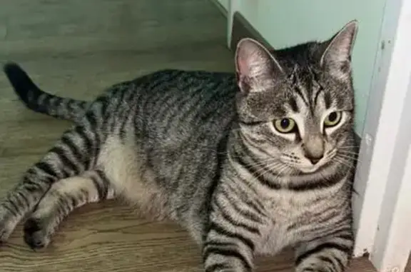 Chat perdu, Le Mans, photo: Chatte tigrée disparue à Pontlieue