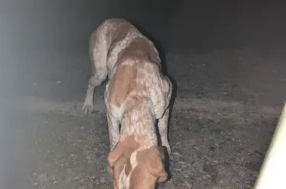 Chienne de chasse trouvée à Mantry - photo