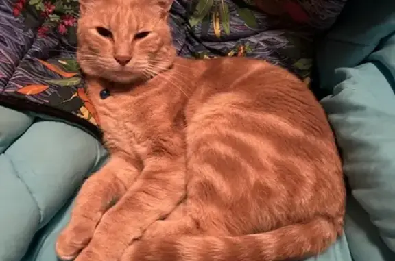 Animaux perdus Nantes, photo: Chat Simba perdu, collier bleu, Rue du Pin