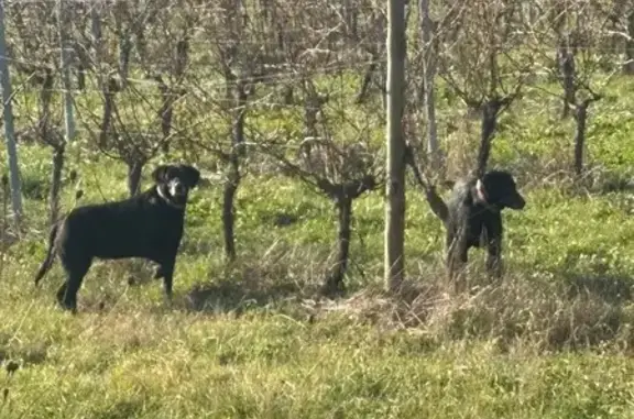 Deux Labradors noirs trouvés à Sauveterre - photo