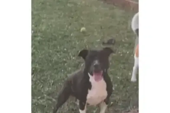 Staffy black with white paws and chest people friendly but not with pets lost during thunderstorm