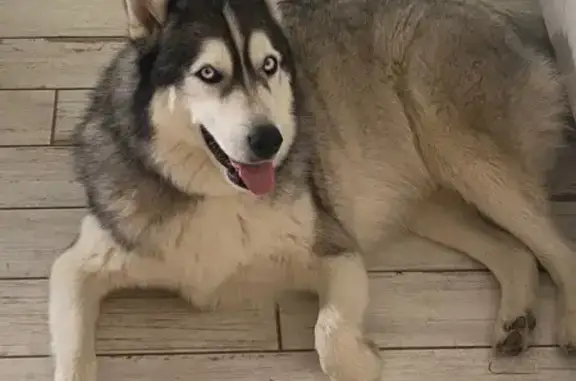 Chien perdu Carentoir, photo : Husky épileptique perdu à Carentoir