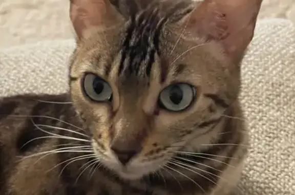 Animaux perdus Marseille Bompard, photo: Chat gris tacheté perdu à Marseille