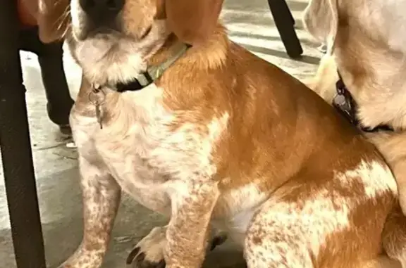 Lost Lemon Ticked Beagle on Neel Rd