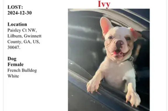 Help Find My Missing Frenchie in Lilburn