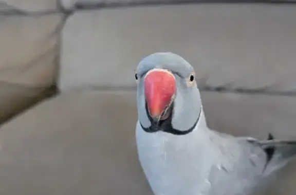 Lost Gray Parrot - $500 Reward...