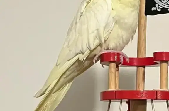 Lost Friendly Cockatiel on Alawoona Rd