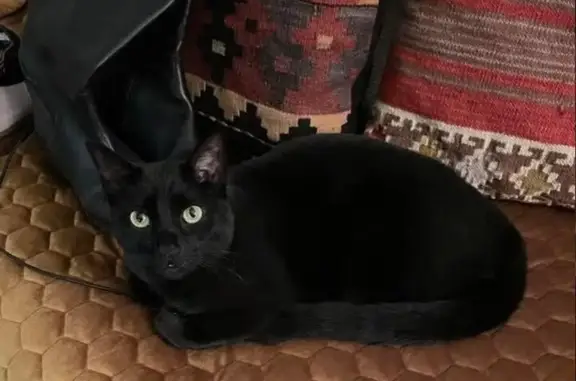 Missing: Sleek Black Siamese Mix in Garland