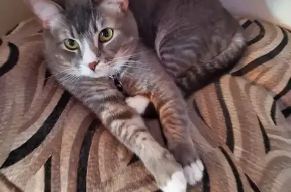 Lost Grey Tabby Cat in Helotes Area