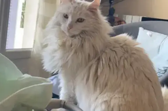 Animaux perdus Toulon, photo: Flocon, chat Angora blanc perdu à Toulon