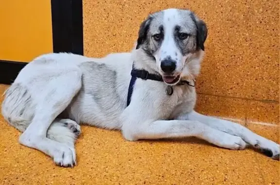 Lost Maremma Mix: White & Grey...