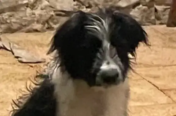 Chien perdu Dax, photo : Chien noir et blanc perdu à Dax